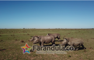 Nat Geo celebra el ‘Día Mundial del Rinoceronte’