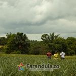 prado – Encontrando los nuevos caminos de Colombia (1) (1)