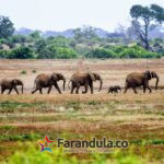 Conservation_Elephant-Kenya