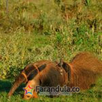 Wild Animal Conservation Institute_Giant anteater and cub in the Brazilian Cerrado_CREDIT Alessandra Bertassoni