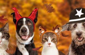 Plaza Central tendrá un concurso de disfraces donde los protagonistas serán las mascotas