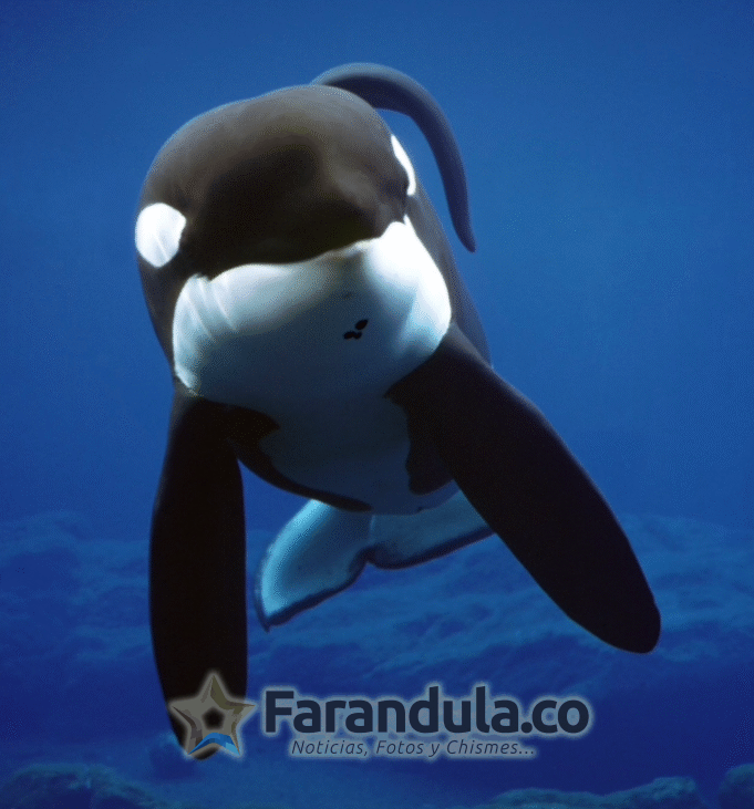 HBO y RAW están en producción de una serie documental sobre la liberación épica de una famosa ballena