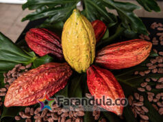 El poder del cacao regresa a Corferias con la séptima edición de Chocoshow