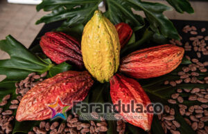 El poder del cacao regresa a Corferias con la séptima edición de Chocoshow