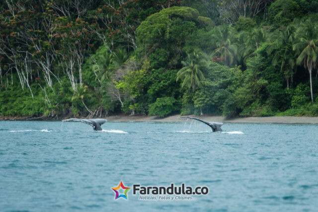 DEST_COLOMBIA_ISLA-GORGONA_shutterstock-portfolio_1495226396_Universal_Within usage period_64188