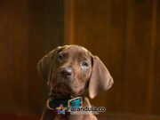 Netflix revela su versión del icónico canino Scooby-Doo en live-action