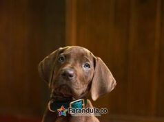 Netflix revela su versión del icónico canino Scooby-Doo en live-action