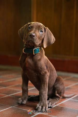 Netflix - Scooby-Doo en live-action