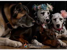 J Balvin y Ryan Castro le dan vida a »Dalmation» en su nuevo video musical